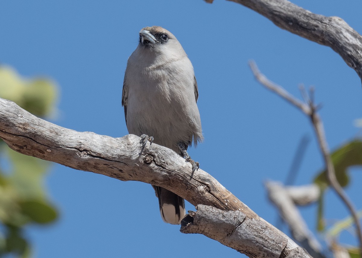 Black-faced Woodswallow - Philip Griffin