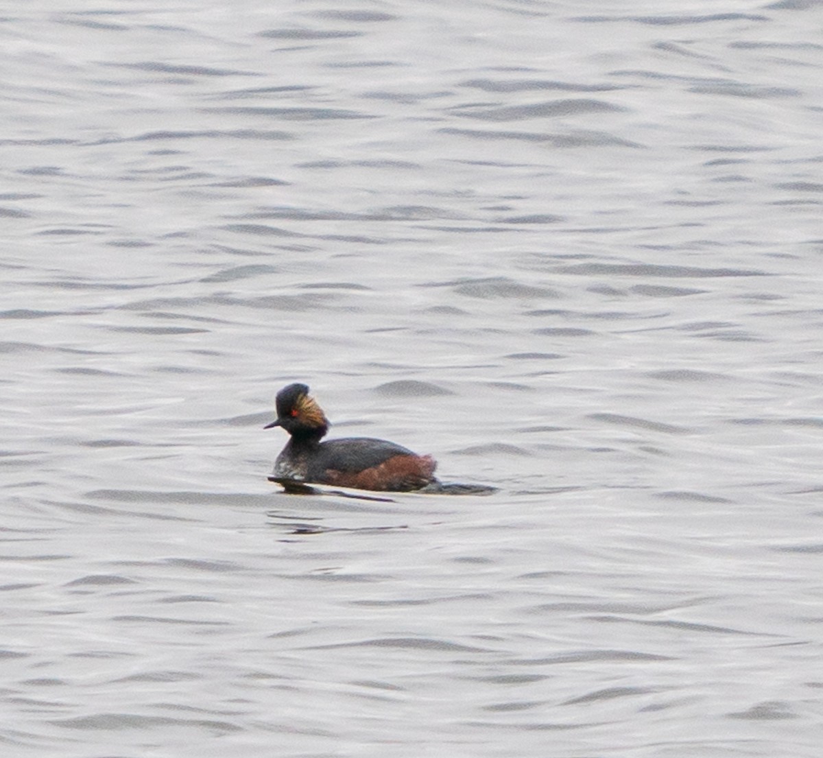 Eared Grebe - Meg Barron