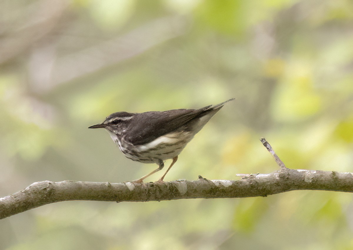 Louisiana Waterthrush - Sally Edwards