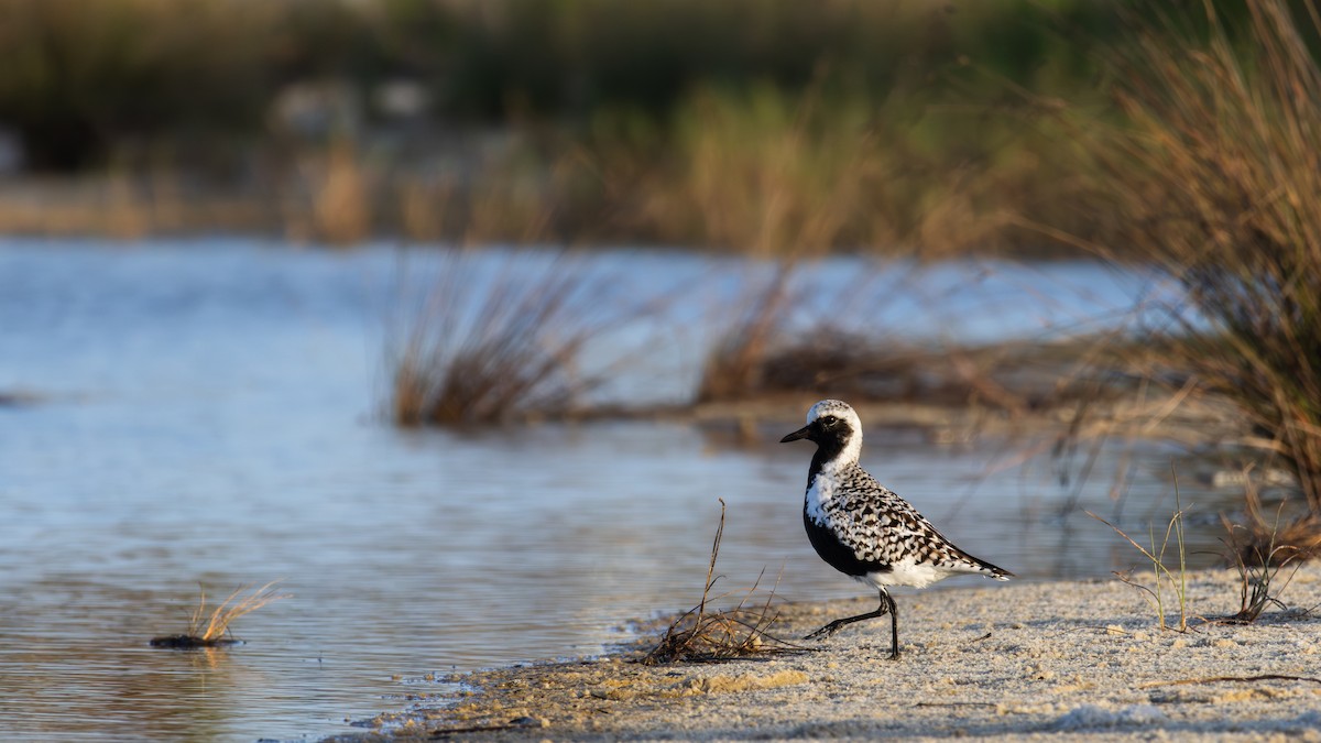 Black-bellied Plover - Sean Fahey