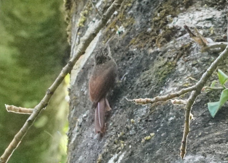 Streak-headed Woodcreeper - ML618185622