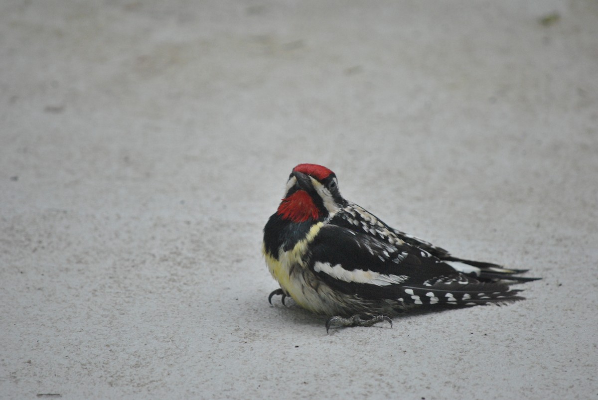 Yellow-bellied Sapsucker - Denis Fournier