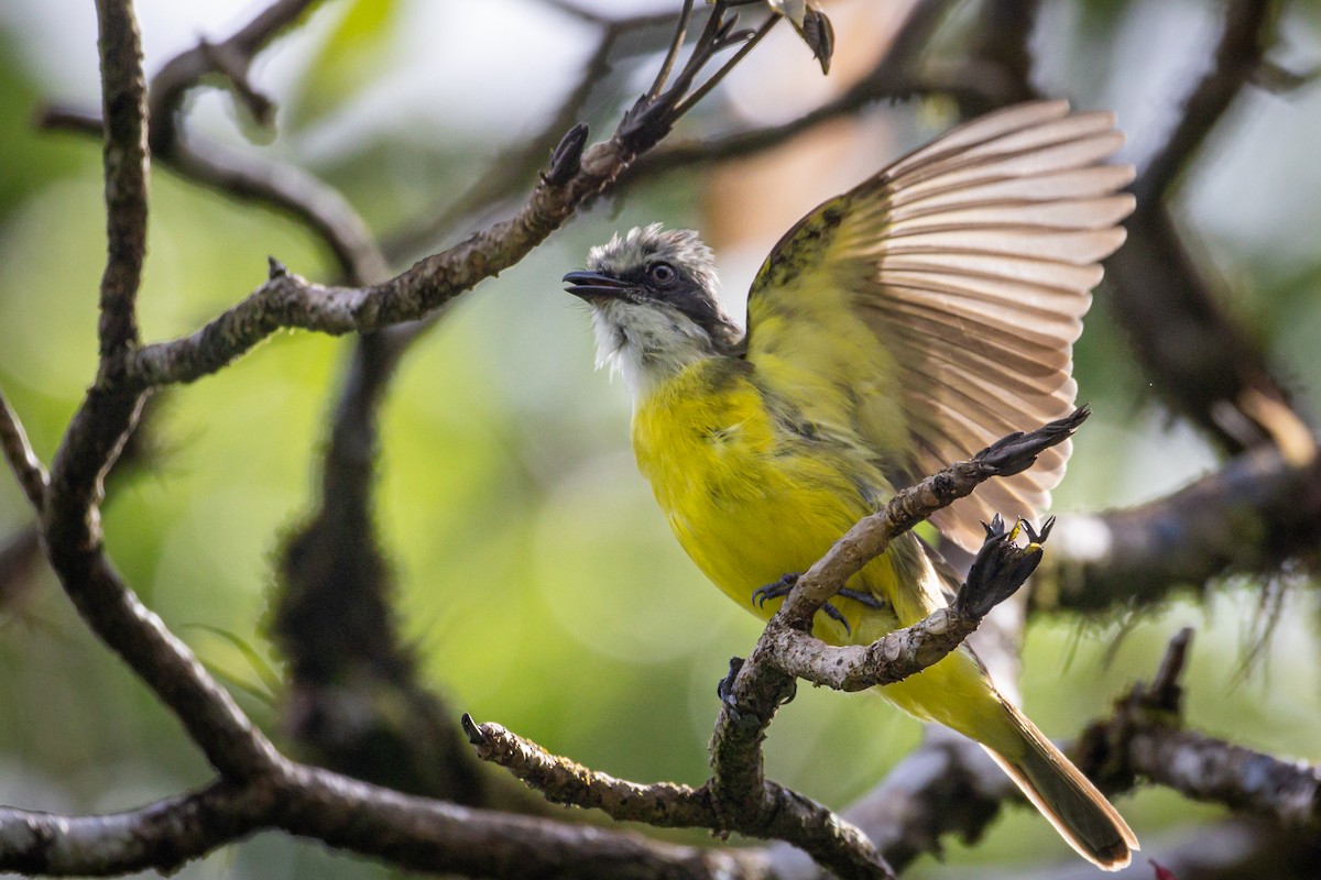 Gray-capped Flycatcher - Michael Warner