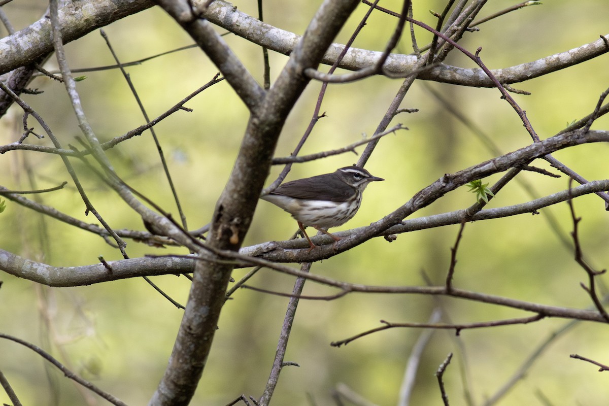 Louisiana Waterthrush - ML618185642