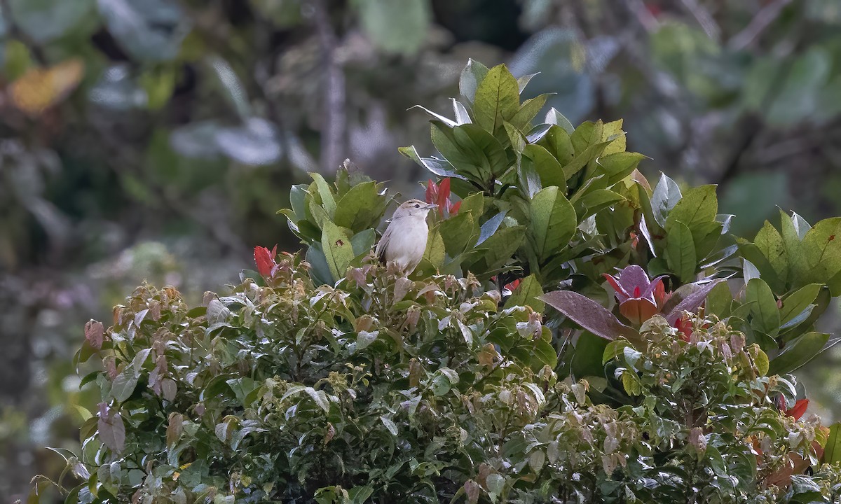 Tawny Grassbird - Paul Fenwick