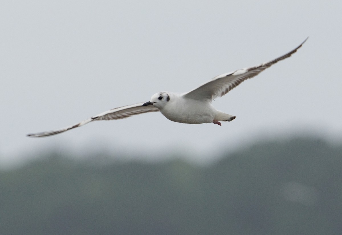 Bonaparte's Gull - Bill Thompson