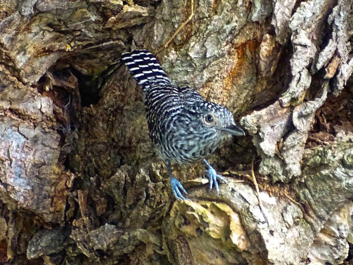 Bar-crested Antshrike - Mariana Simons Gonzalez