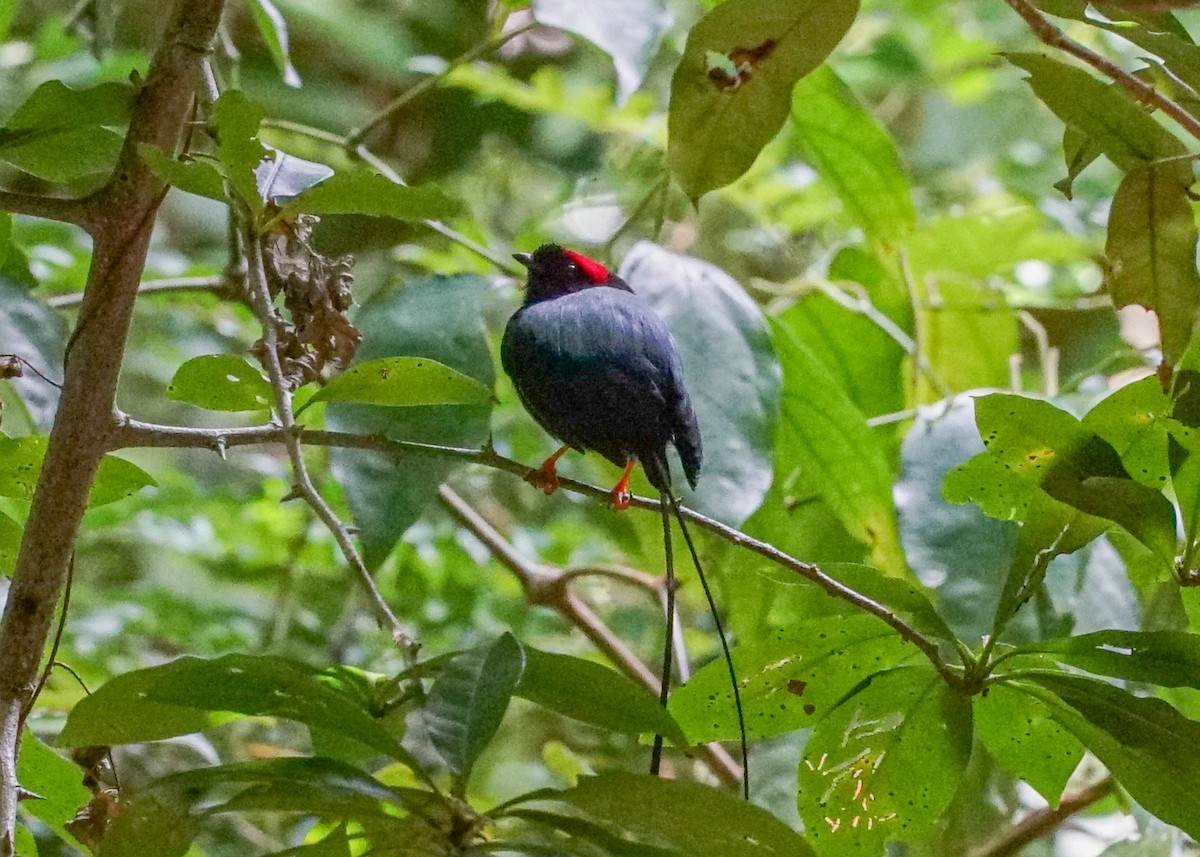 Long-tailed Manakin - Shawn Pfautsch