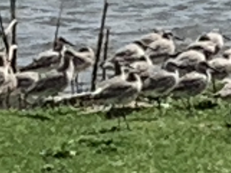 Willet - ML618185733