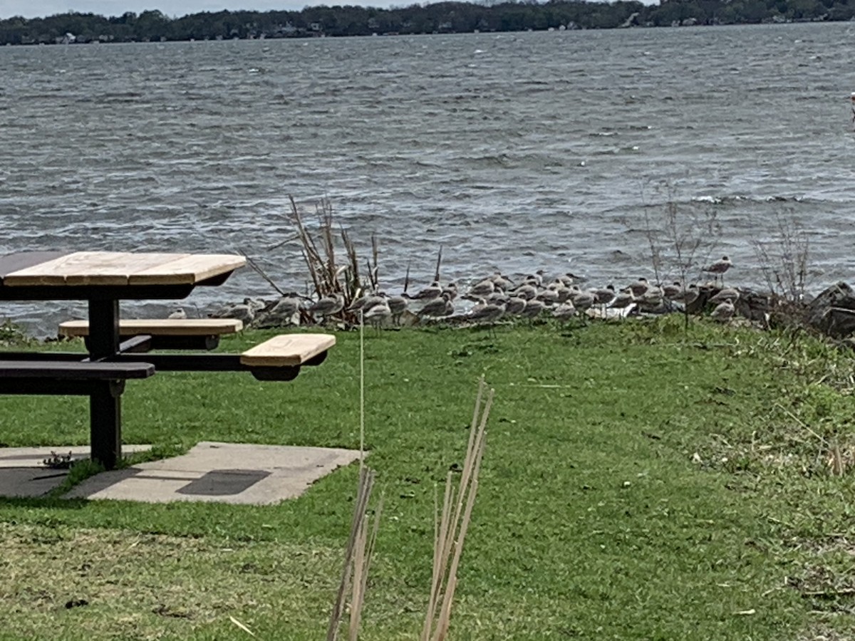 Willet - ML618185734