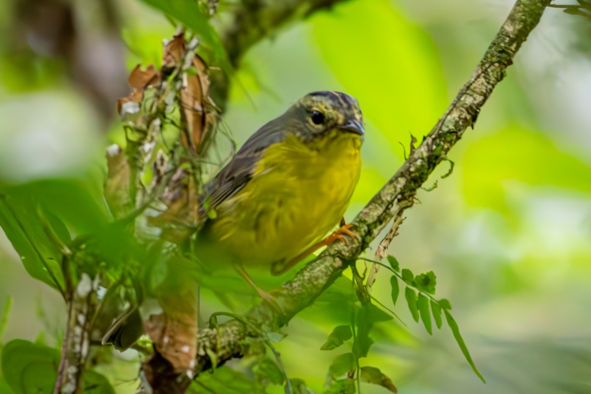 Golden-crowned Warbler - Michael Warner