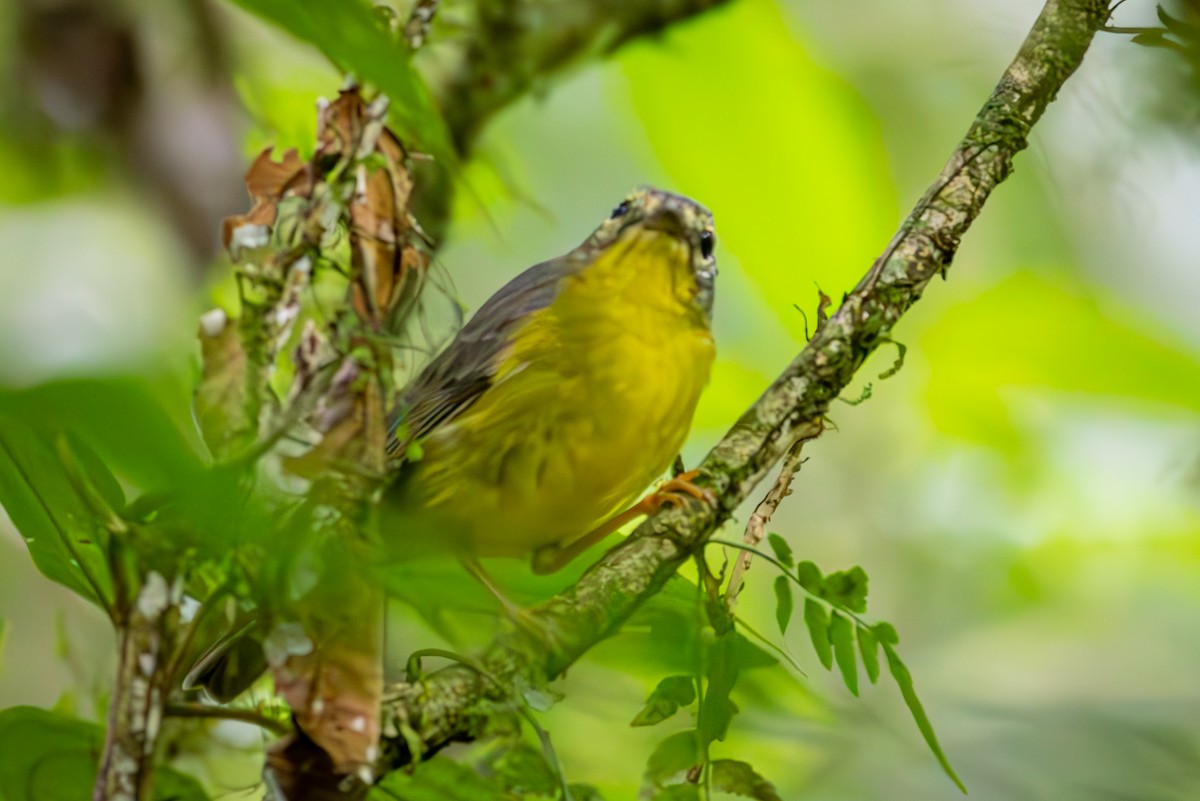 Golden-crowned Warbler - Michael Warner