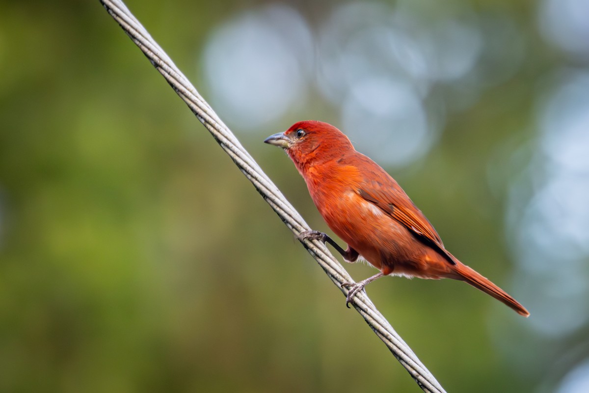 Hepatic Tanager - Michael Warner