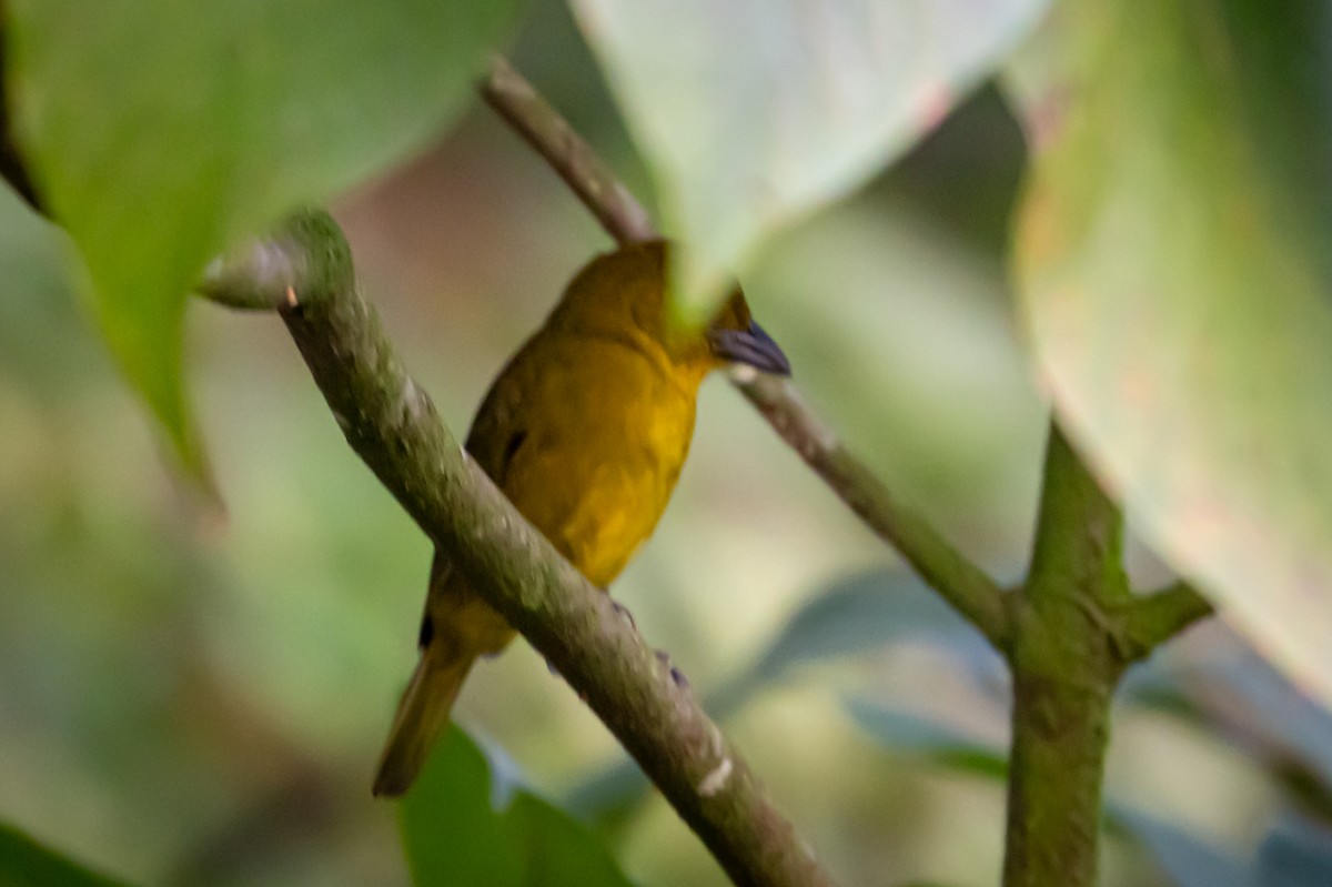 Carmiol's Tanager - Michael Warner