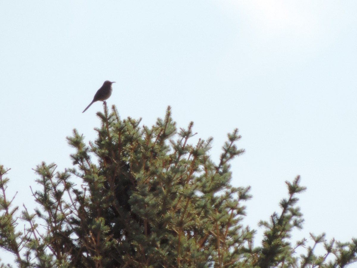 Curve-billed Thrasher - Kitawna Hoover