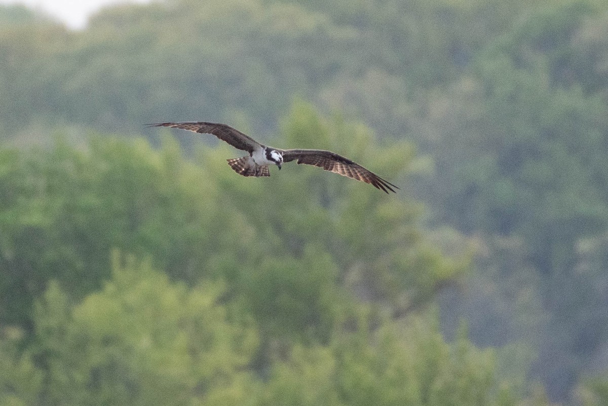 orlovec říční (ssp. carolinensis) - ML618185770