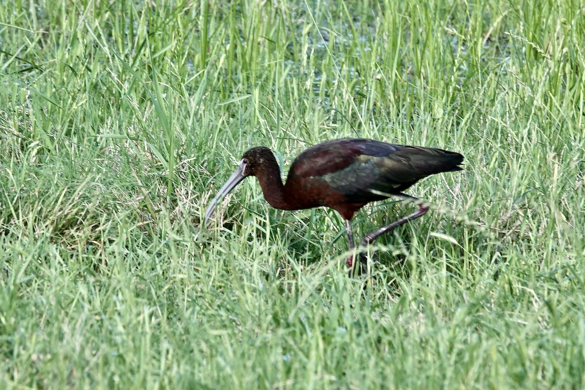 ibis hnědý - ML618185780