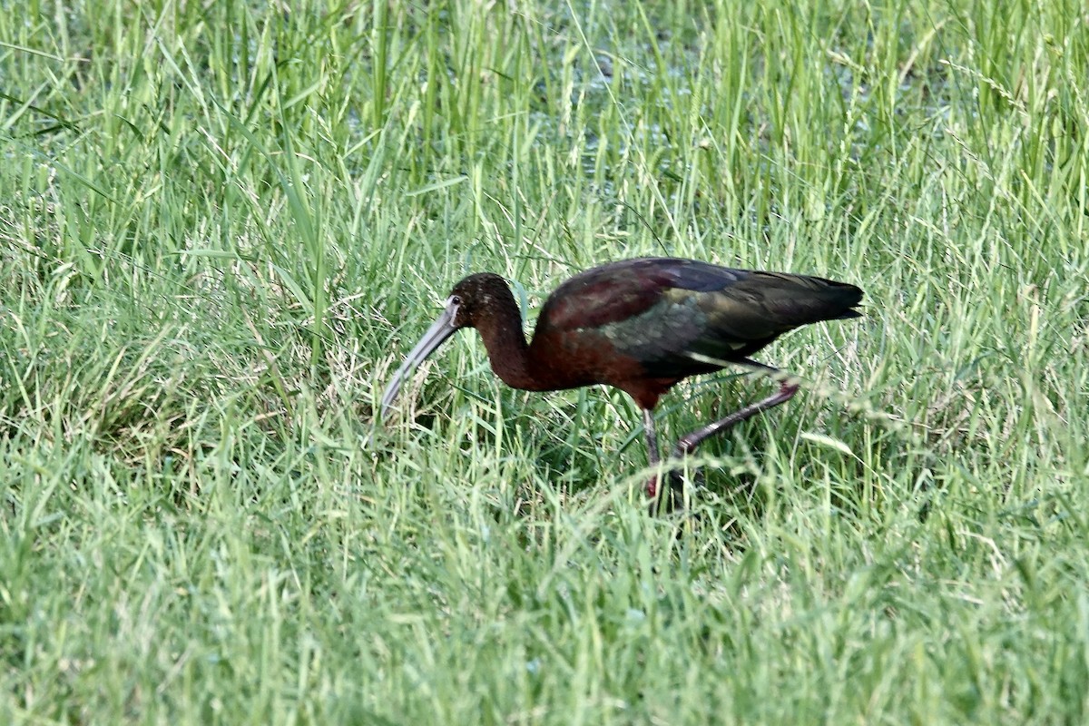 Glossy Ibis - J H