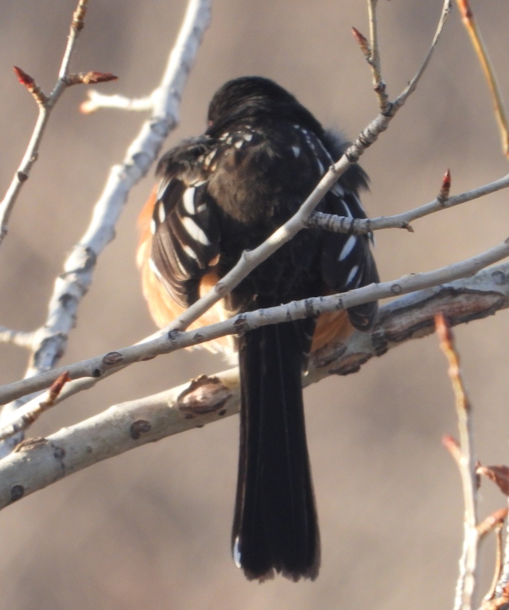 Spotted Towhee - ML618185815