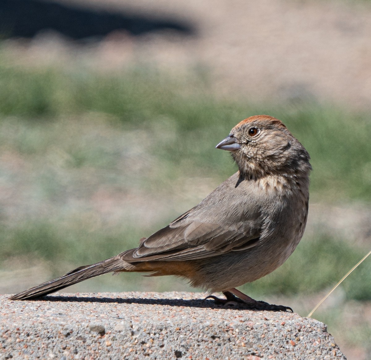 Canyon Towhee - ML618185832