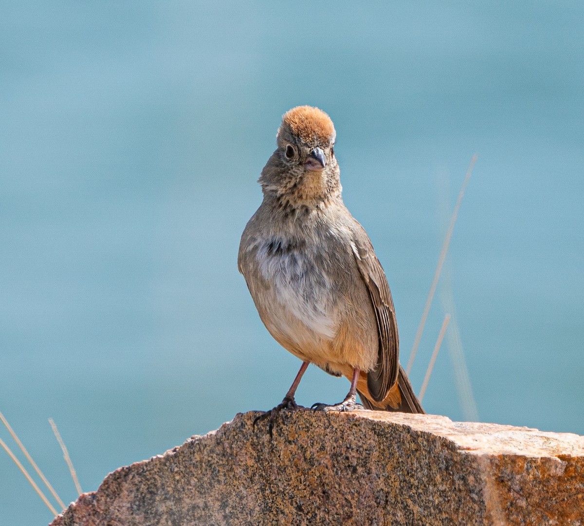 Canyon Towhee - ML618185833