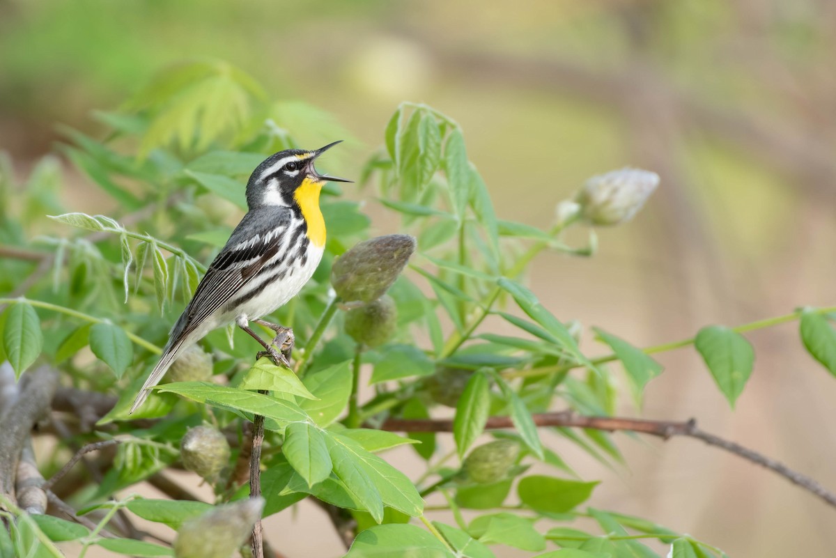 Yellow-throated Warbler - ML618185840