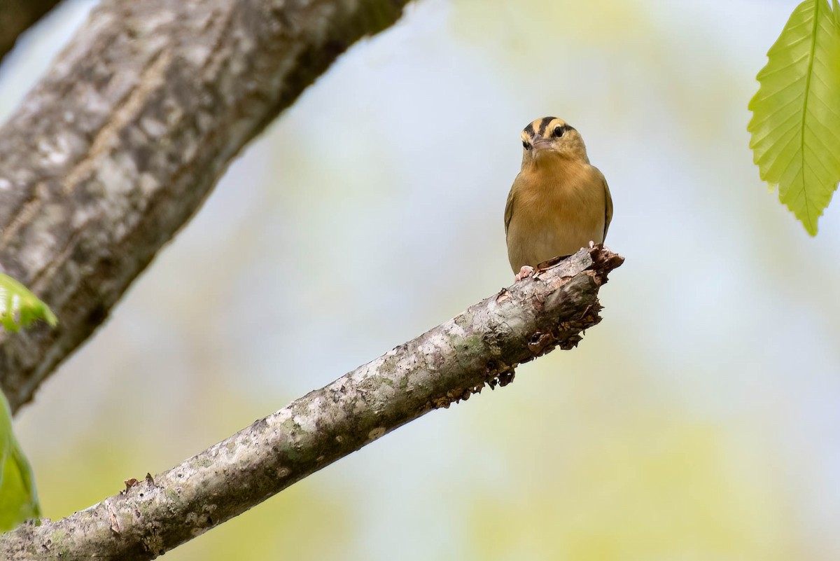 Worm-eating Warbler - Cassidy Ficker