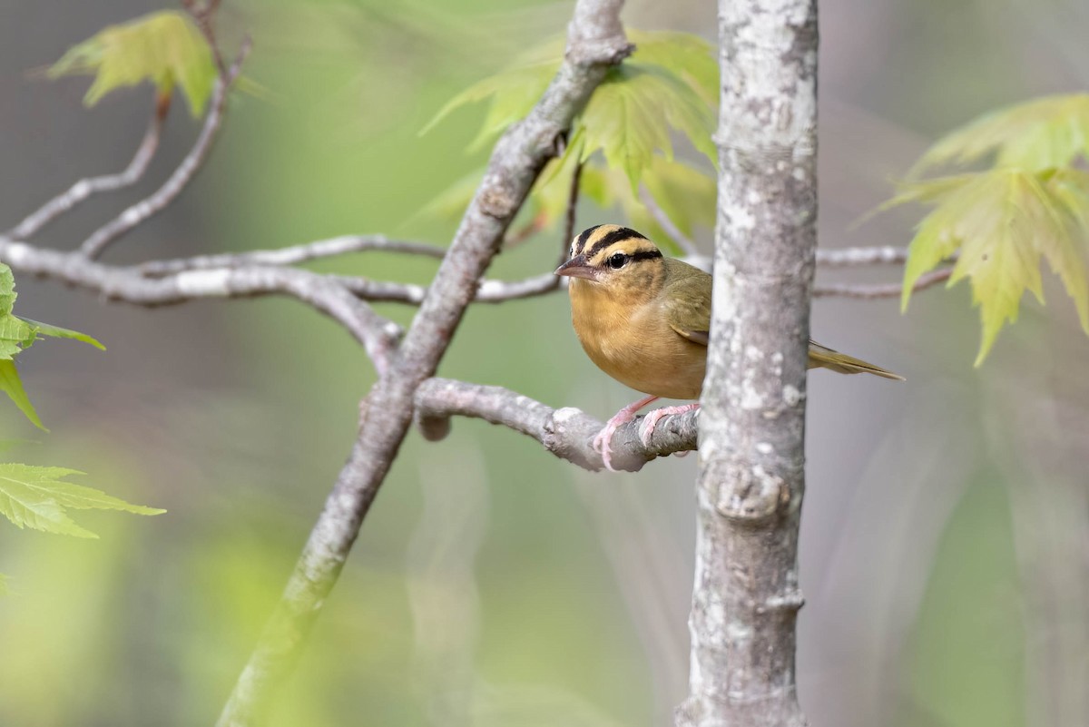 Worm-eating Warbler - Cassidy Ficker