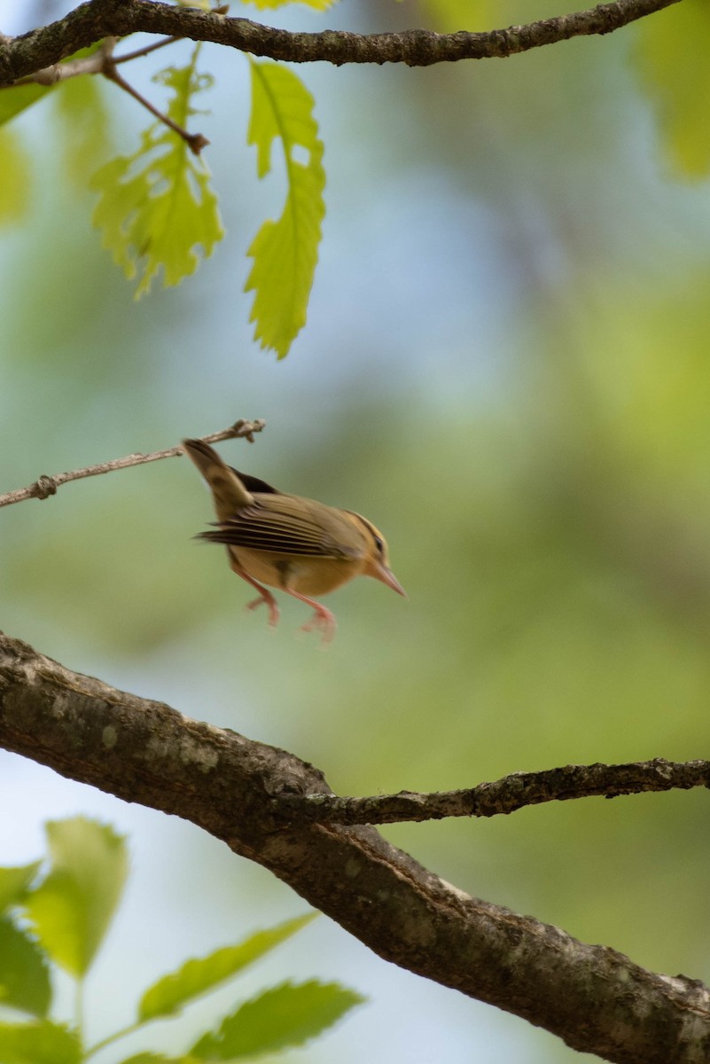 Worm-eating Warbler - Cassidy Ficker