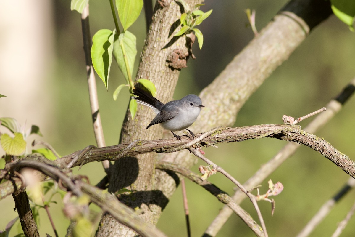Blue-gray Gnatcatcher (caerulea) - Holly Coates