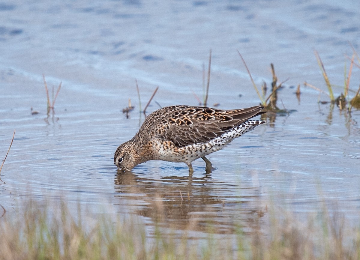 Short-billed Dowitcher (griseus) - ML618185901