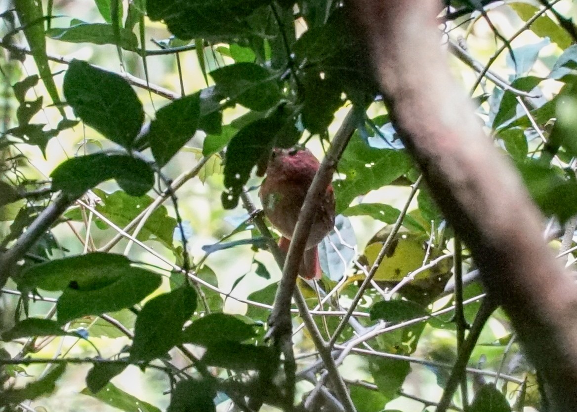 Red-crowned Ant-Tanager - ML618185906