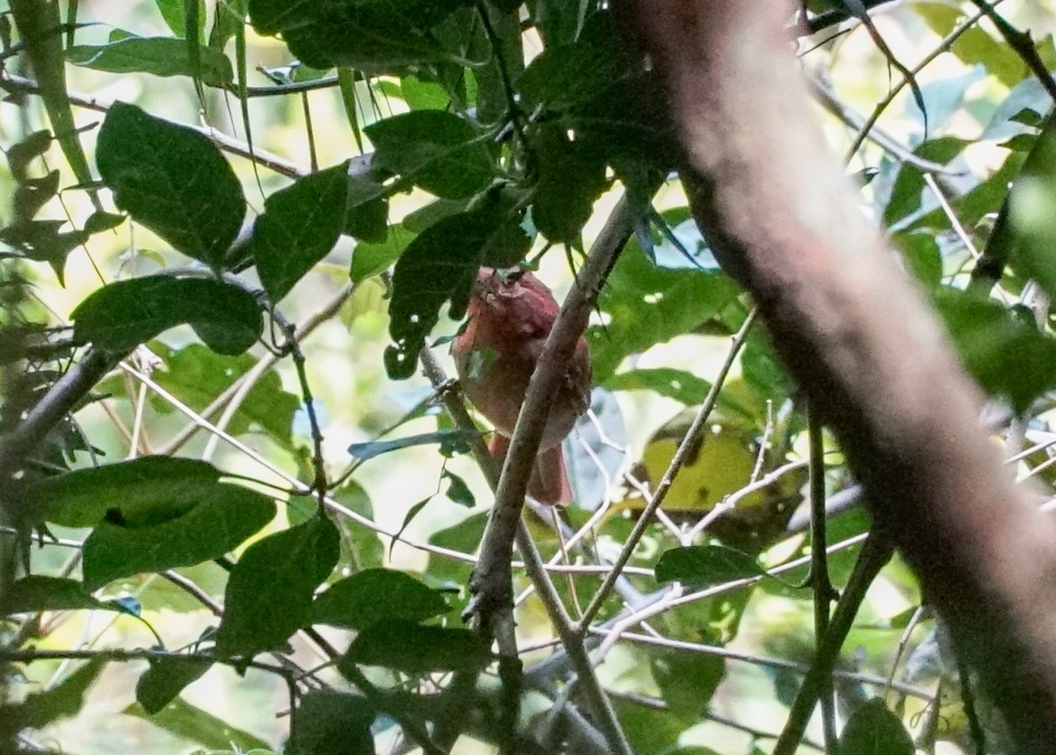 Red-crowned Ant-Tanager - ML618185907