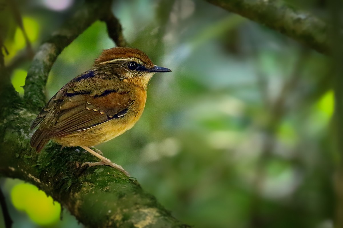 Black-cheeked Gnateater - Thiane Melen