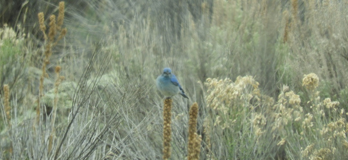 Mountain Bluebird - Laura Markley