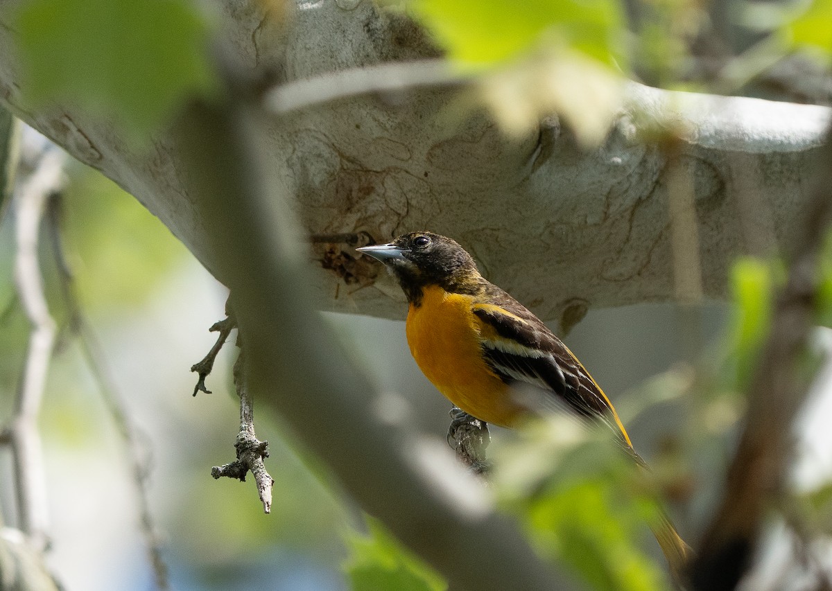 Baltimore Oriole - Jim Crumpler