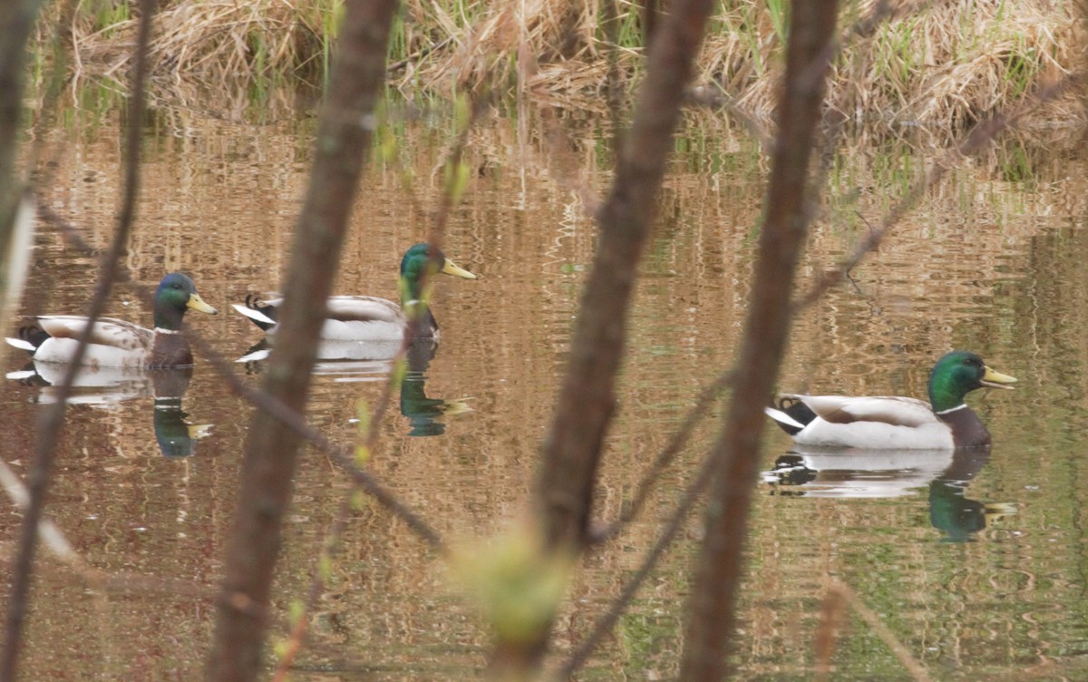 Canard colvert - ML618185999