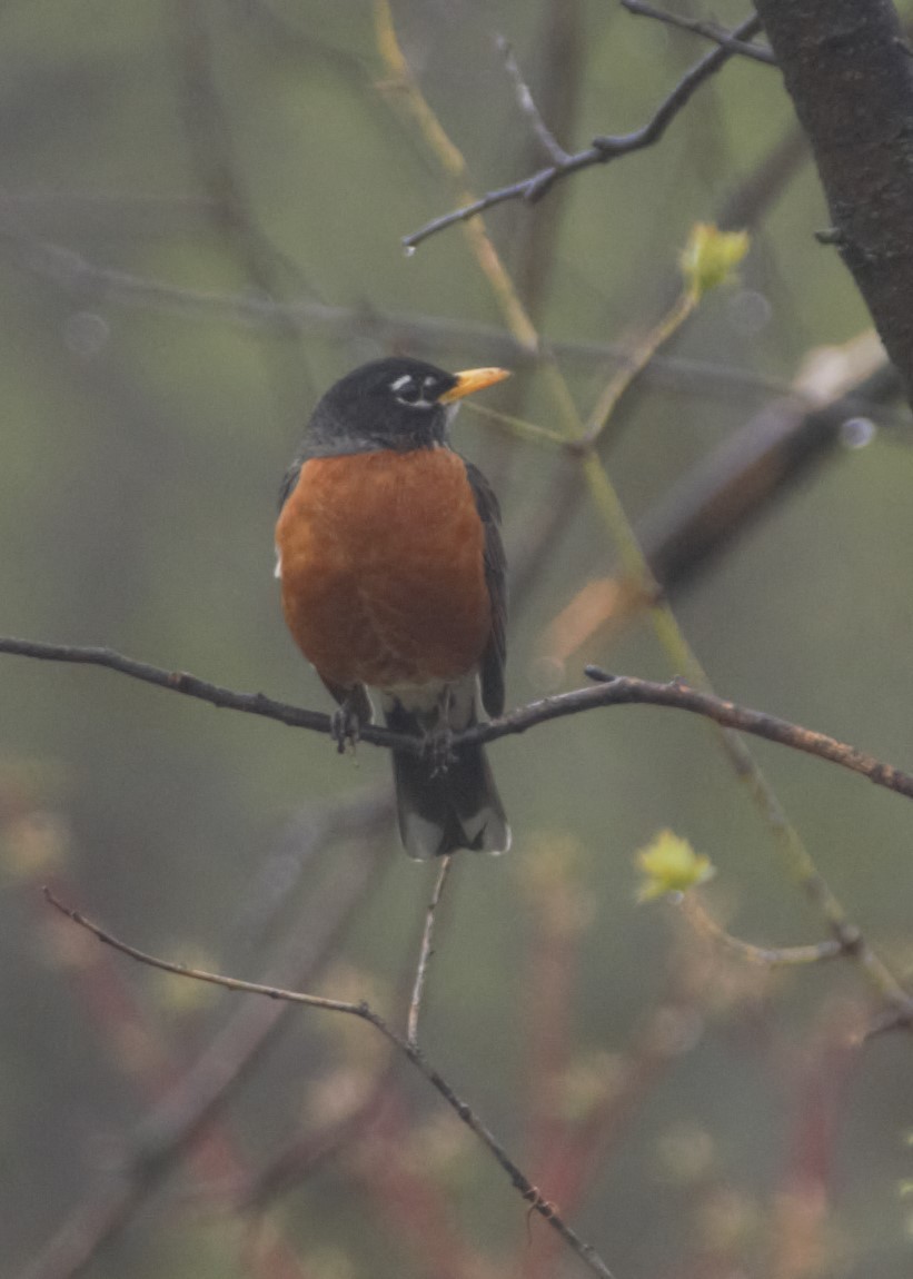 American Robin - ML618186018