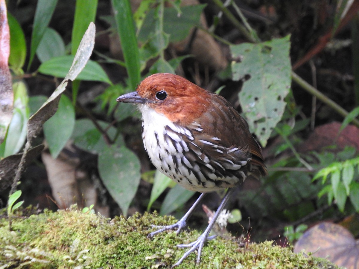 Chestnut-crowned Antpitta - Julio P