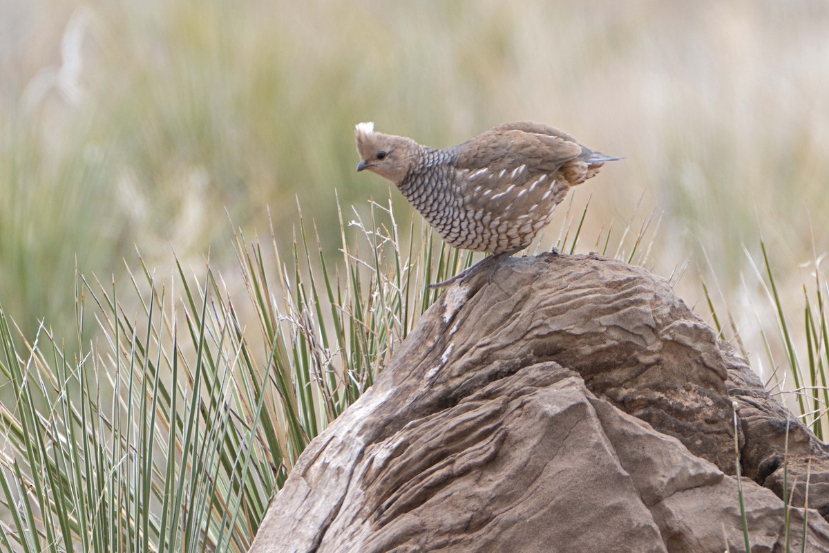 Scaled Quail - Susan Elliott