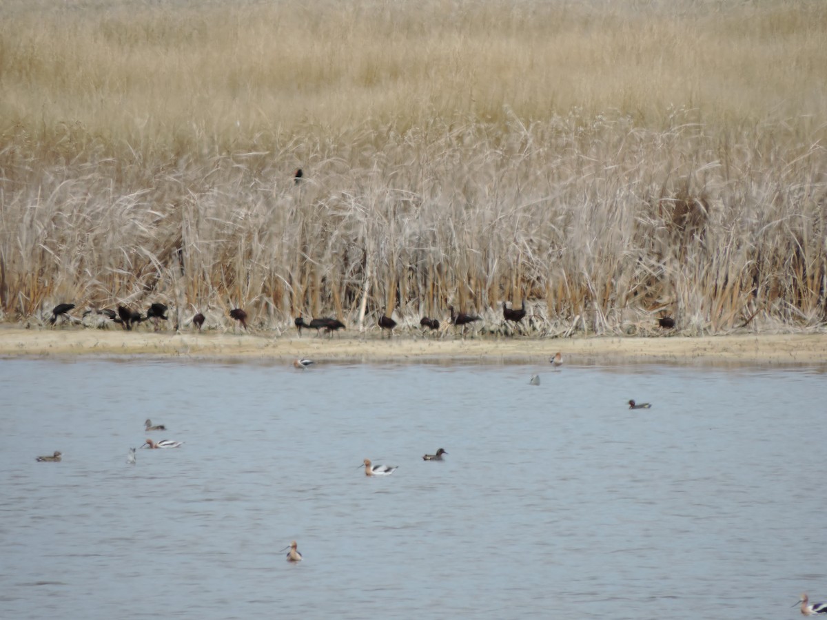 White-faced Ibis - ML618186050