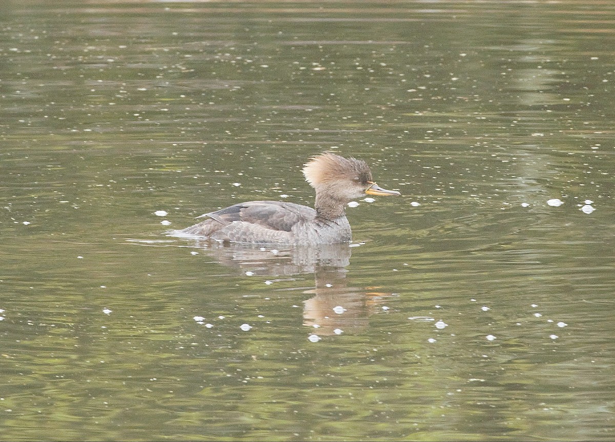 Hooded Merganser - ML618186052