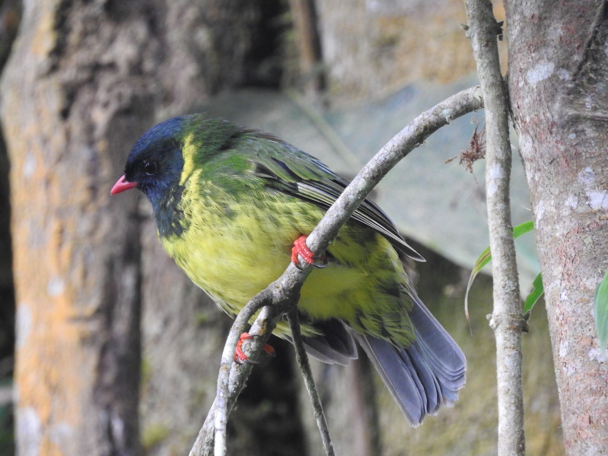 Green-and-black Fruiteater - Julio P