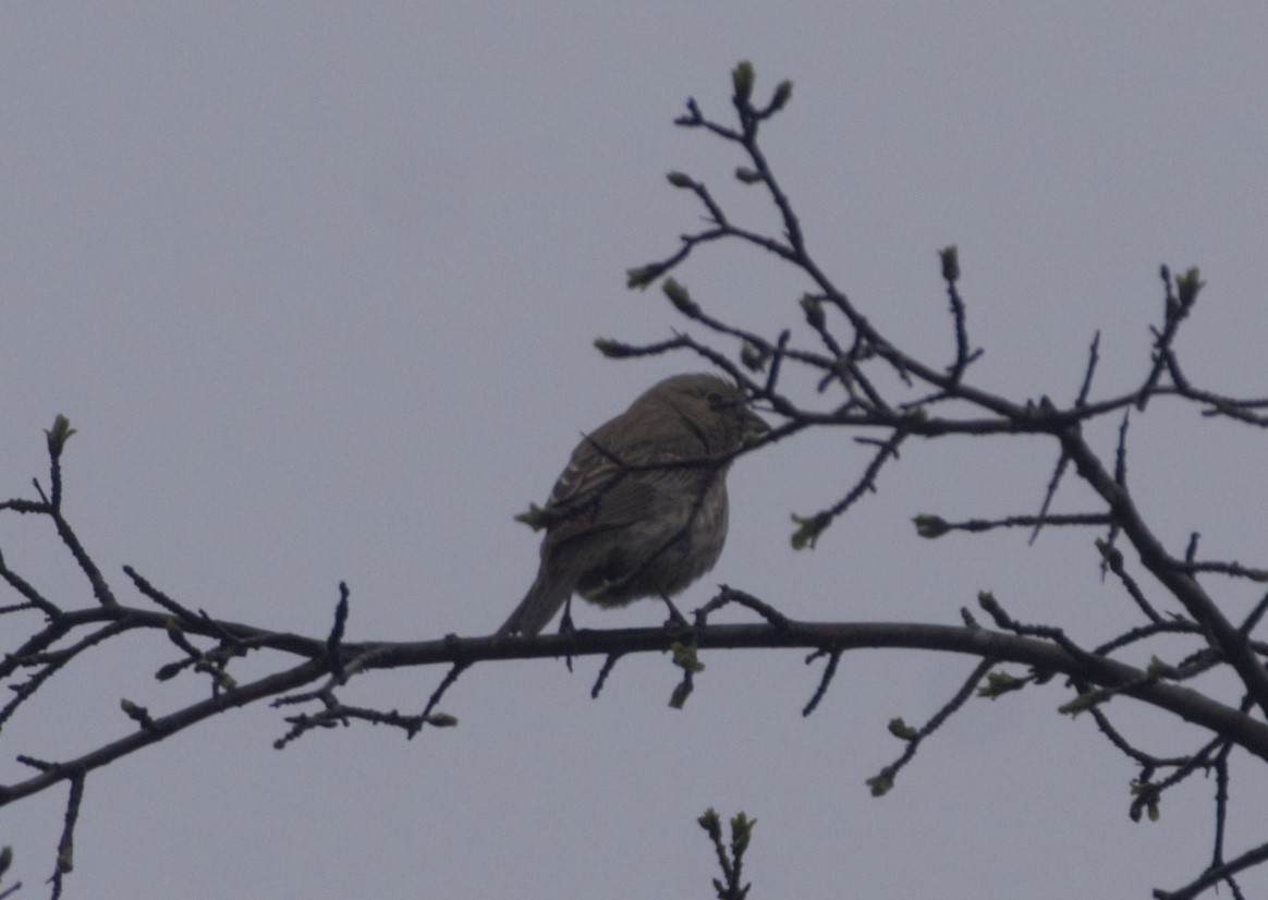 House Finch - Jorg Lueke