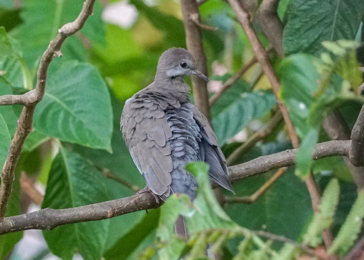 White-winged Dove - Shawn Pfautsch