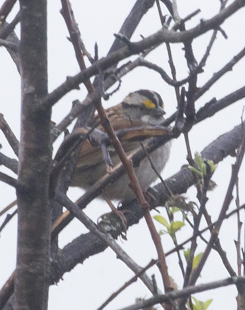 White-throated Sparrow - ML618186082