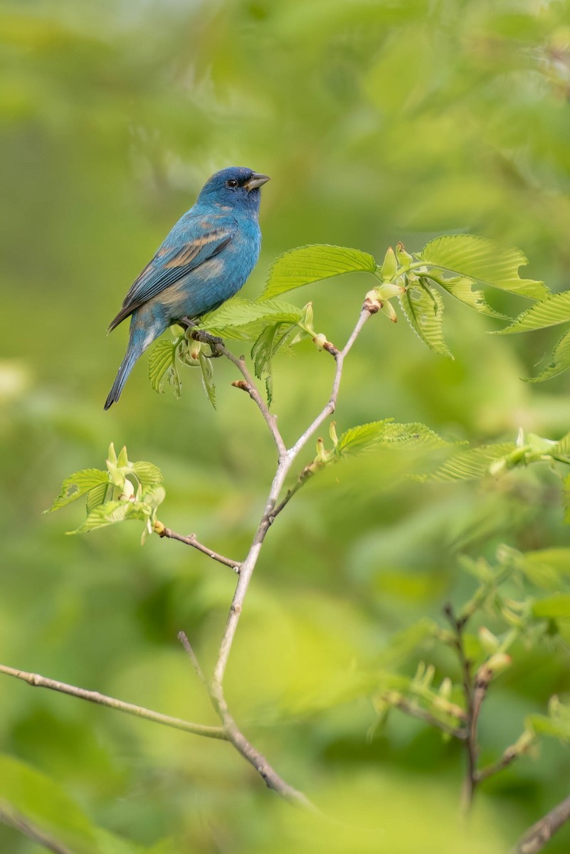 Indigo Bunting - Cassidy Ficker