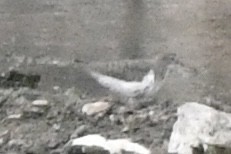 Spotted Sandpiper - ML618186104