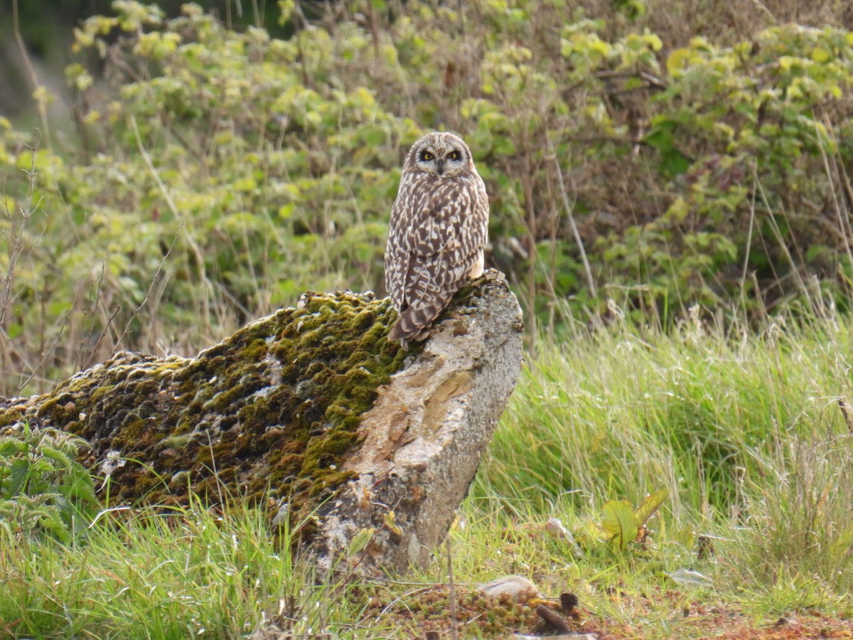 Short-eared Owl - ML618186130