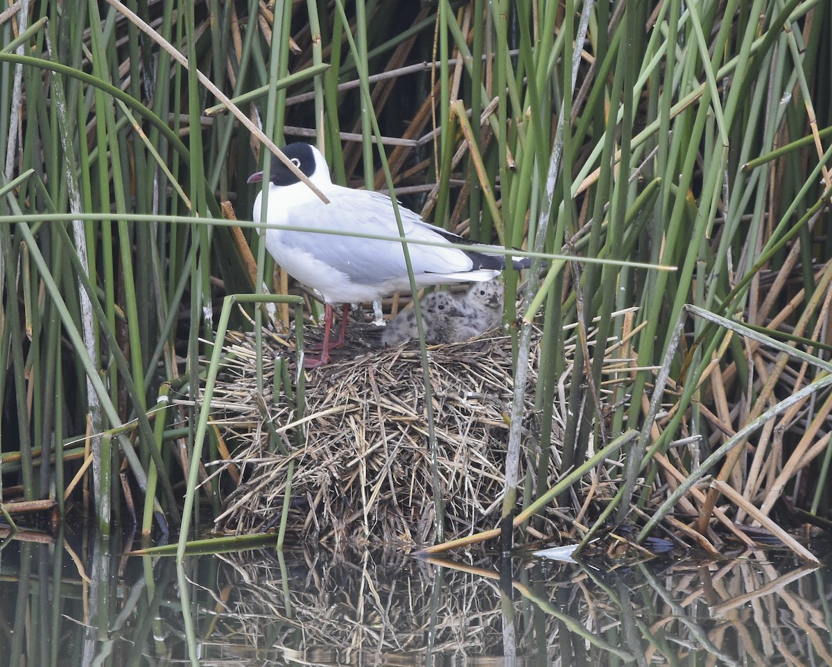 Andean Gull - ML618186149